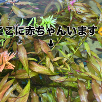画像287