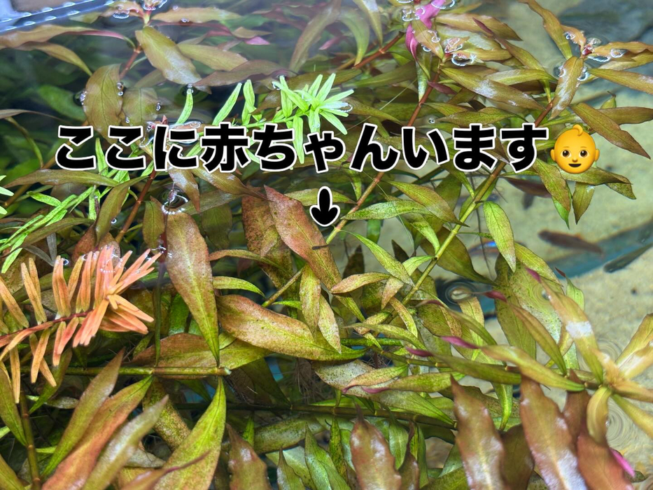 画像287