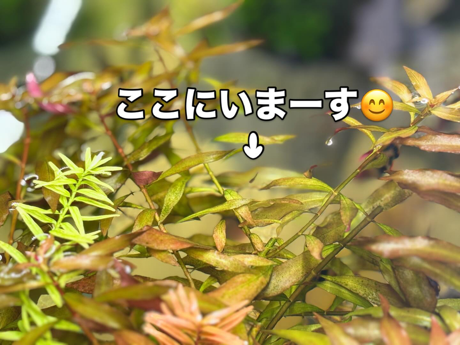 画像288