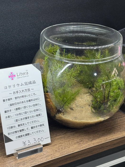 画像294