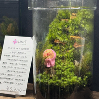 画像295