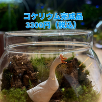 画像315