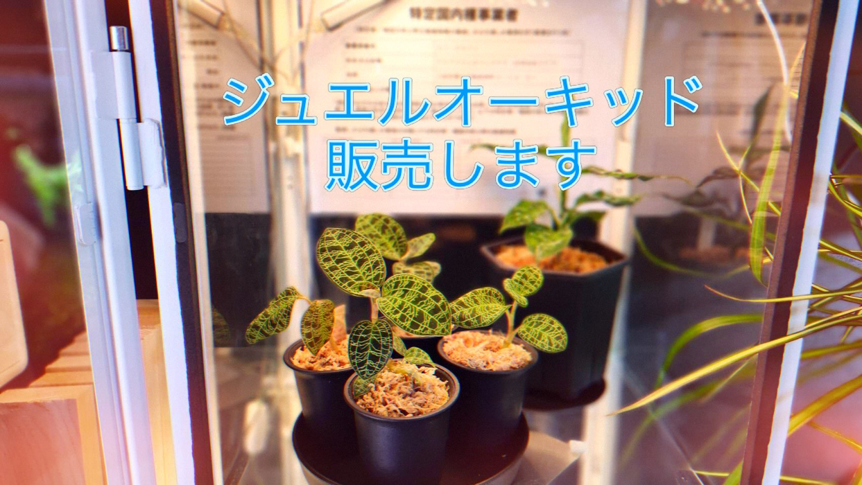 画像346