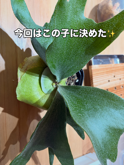 画像362