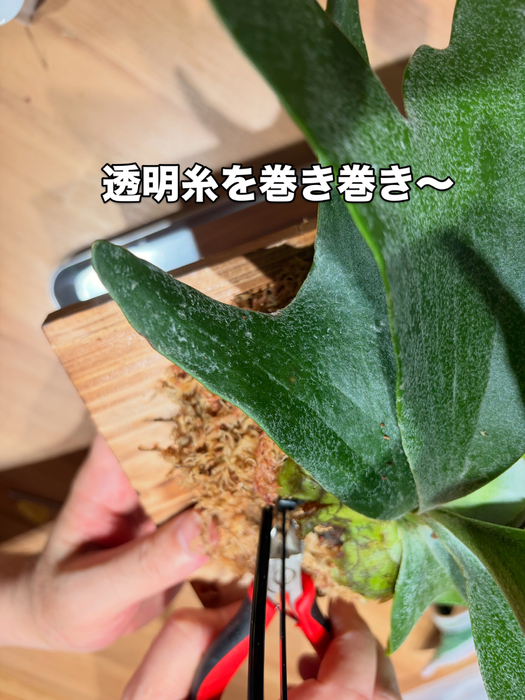 画像368