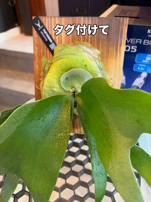 画像372