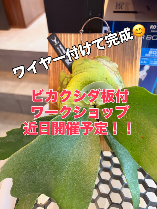 画像373