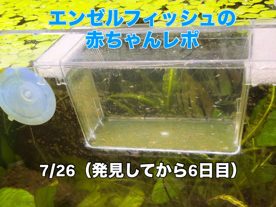 画像375