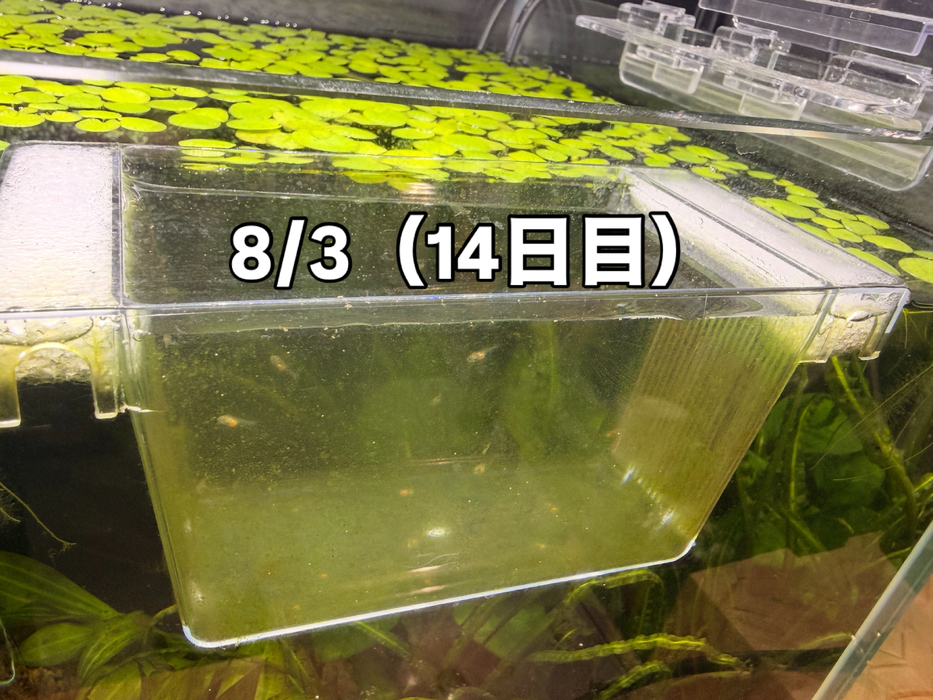 画像384