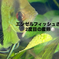 画像387
