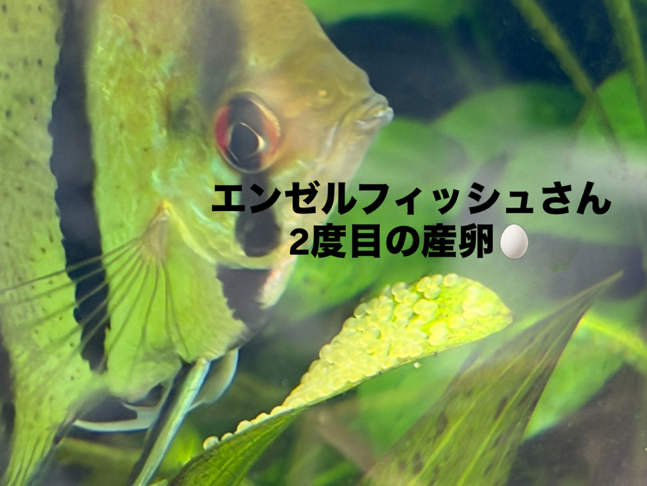 画像387