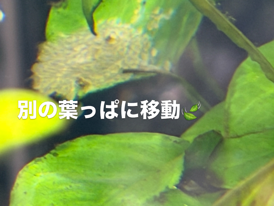 画像389