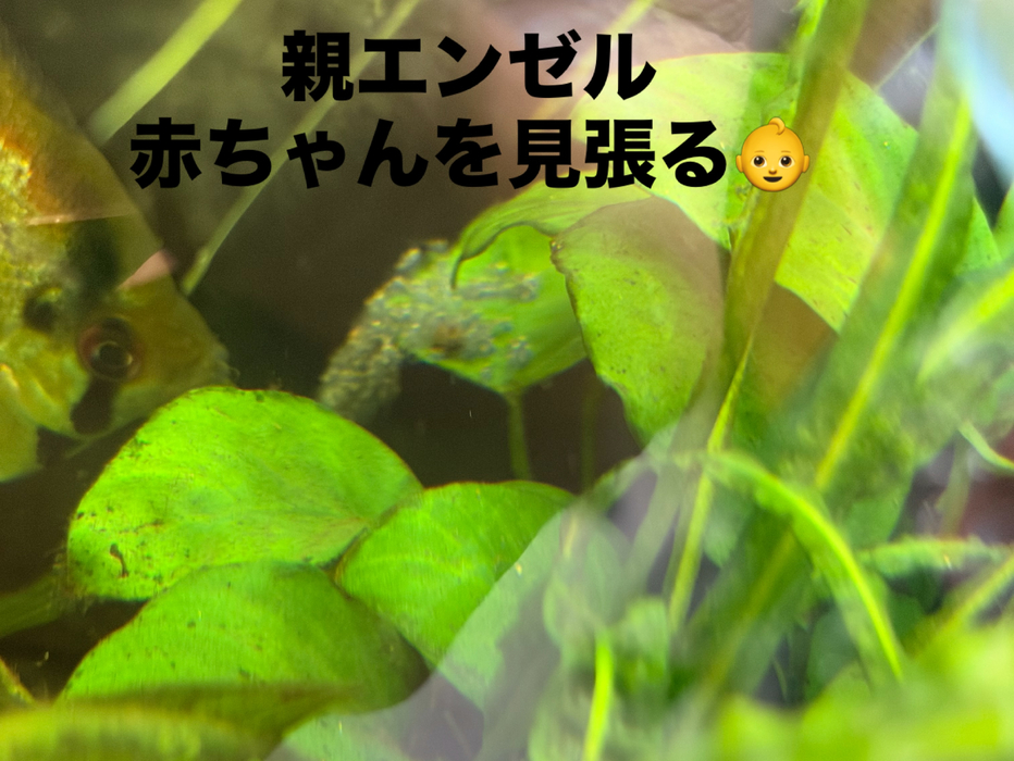 画像394