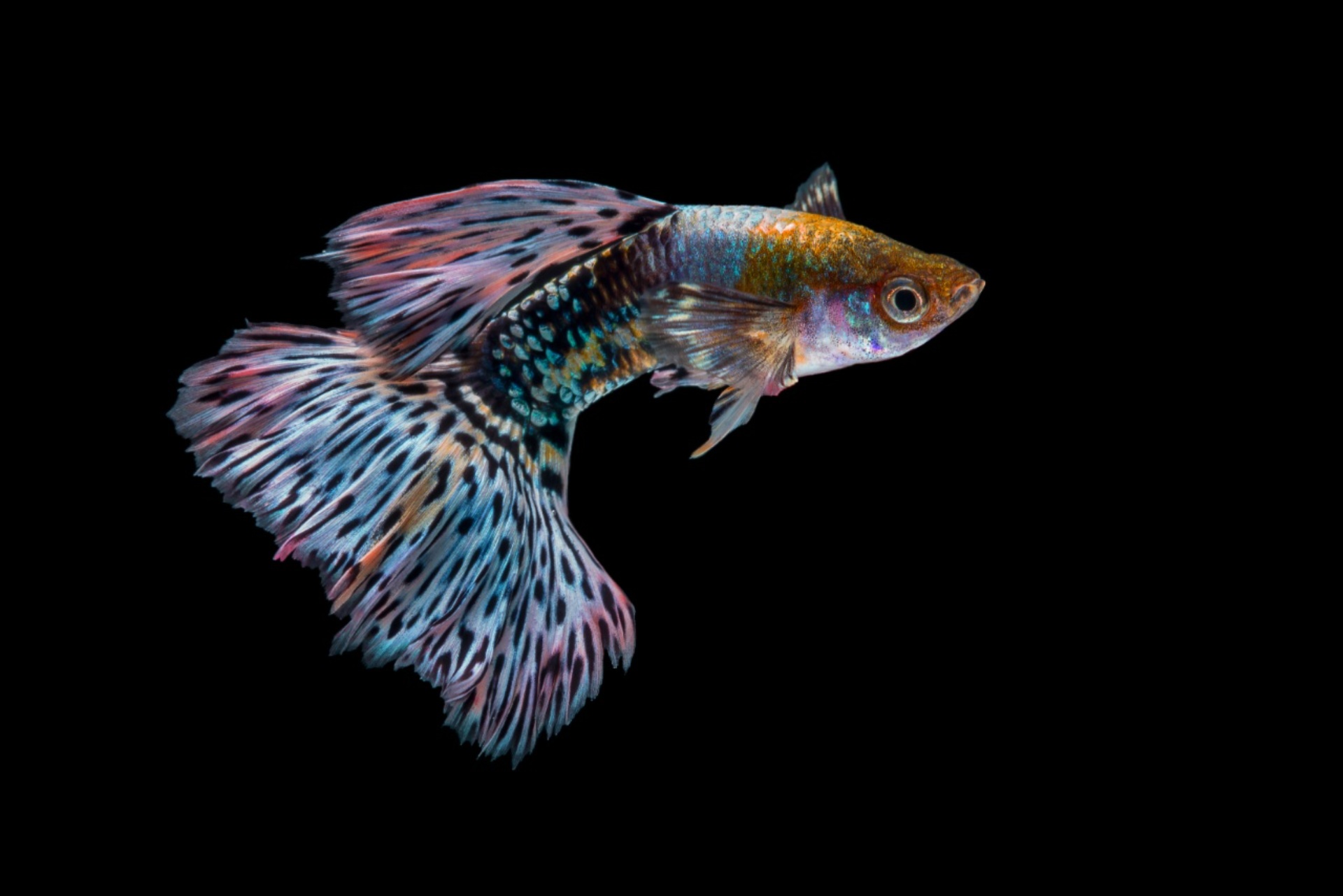 AdobeStock_93448965