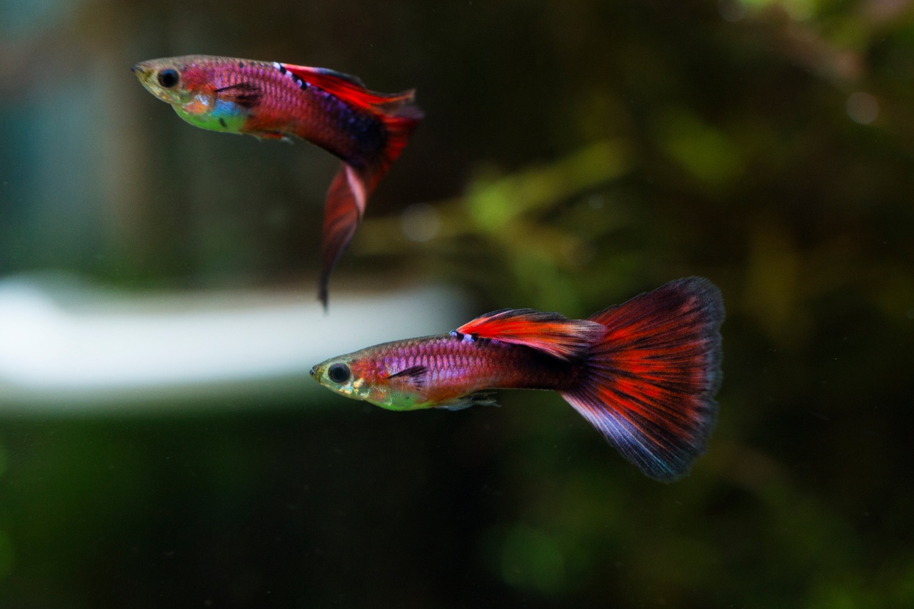 熱帯魚を眺めてリラックス | 大阪府服部のカフェならアクアリウムカフェリテラ