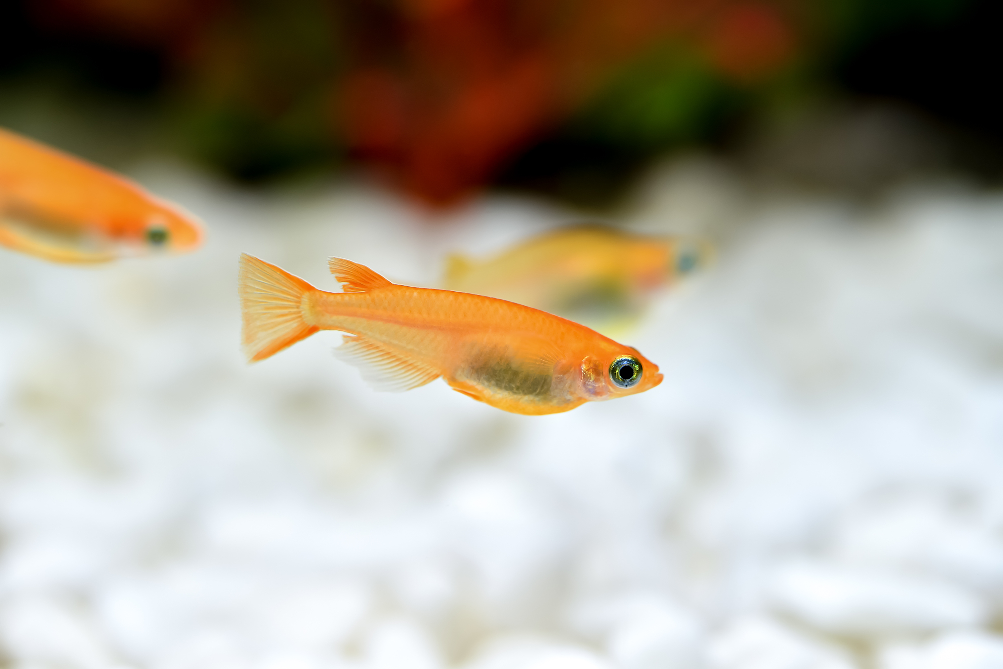 淡水魚の魅力を発見 | 大阪府服部のカフェならアクアリウムカフェリテラ