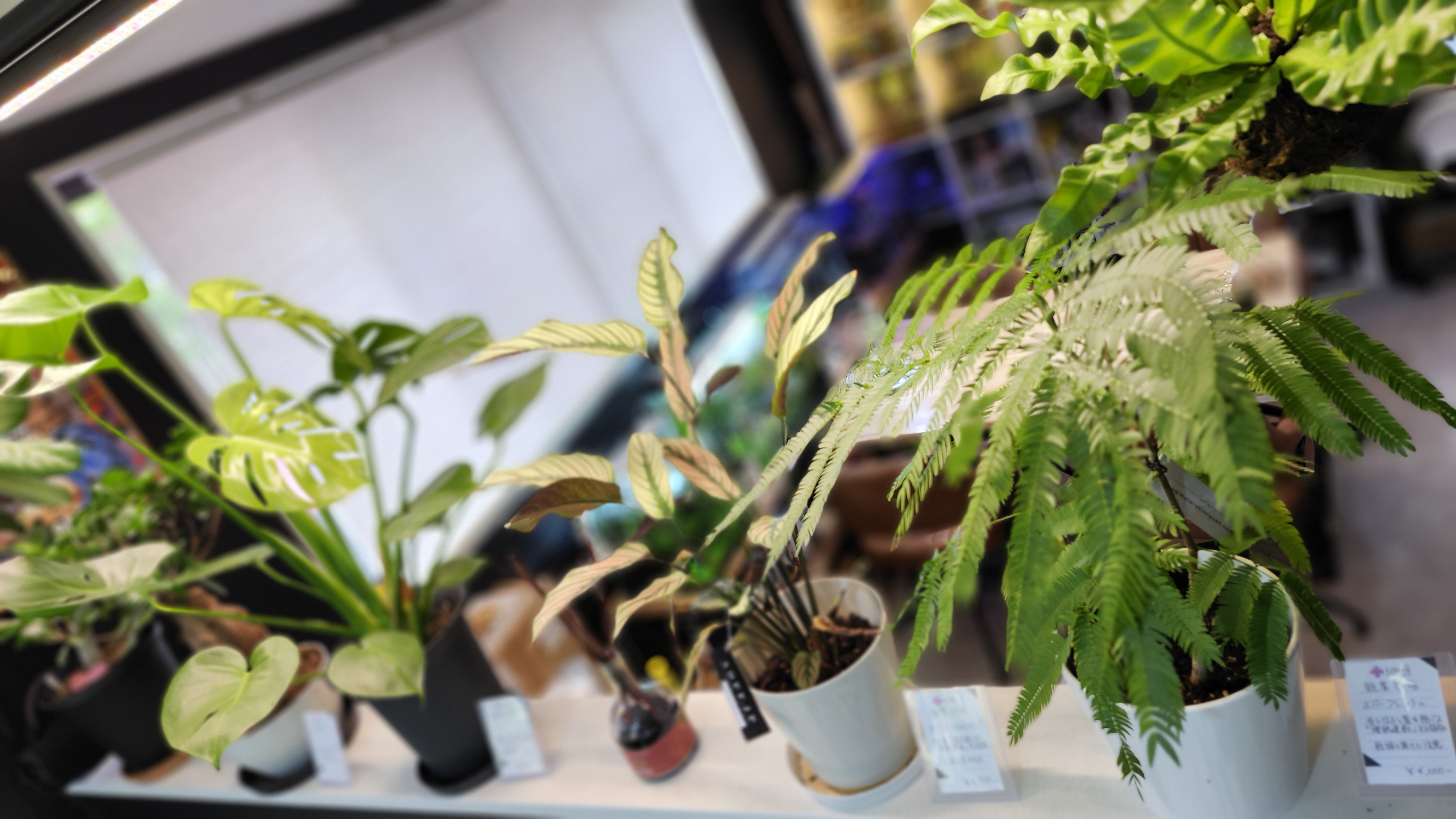 観葉植物で運気アップ｜服部天神のパワースポットアクアリウムカフェリテラ